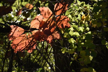 autumn leaves on the tree