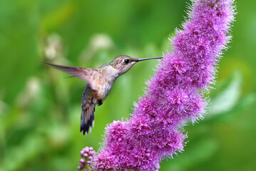 Rufous hummingbird hovering close to a pink flower