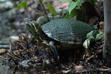 frog on the stone