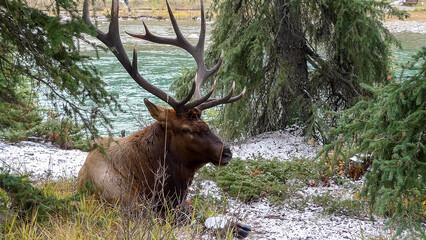 Wapiti, Elk, Banff, Alberta, Canada
