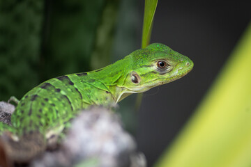 green lizard on a branch