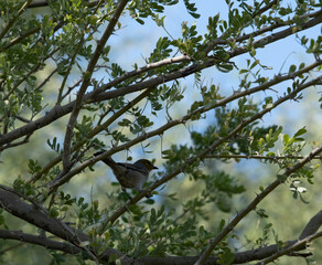 Verdin Bird in a Tree