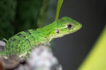 green lizard on a tree