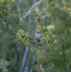 Verdin Bird in a Tree