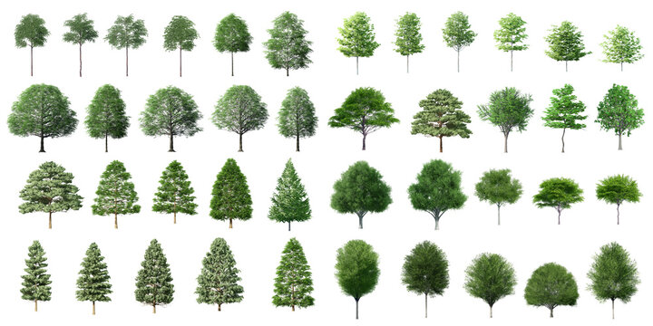 Big set of 3D Green Trees Isolated on white background , Use for visualization in architectural design or garden decorate