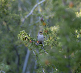 Verdin Bird in a Tree