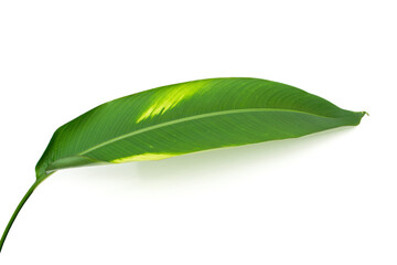 Bird of paradise leaves on white background.