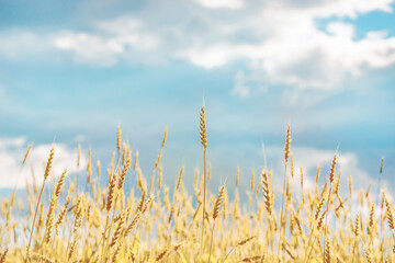 ripe yellow wheat on a background of clouds and blue sky on a hot summer day close - up