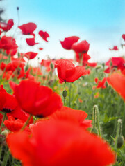 vertical photo of a clearing with beautiful red poppy flowers