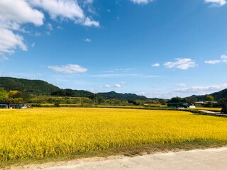 field of yellow flowers