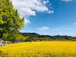 rapeseed field and sky