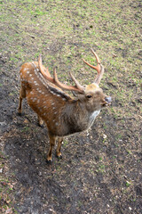 Young spotted Deer in the wild