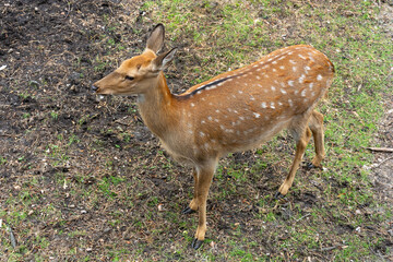 Naklejka na ściany i meble Young spotted Deer in the wild