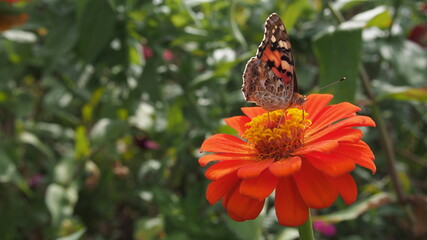 蝶が止まった花