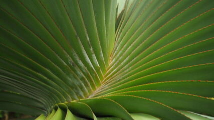 らせん状の植物