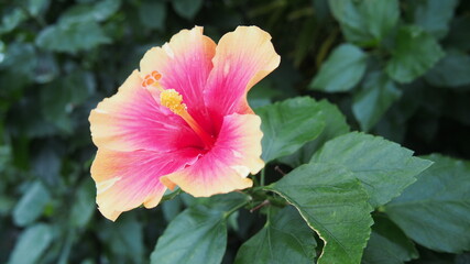 ハイビスカス