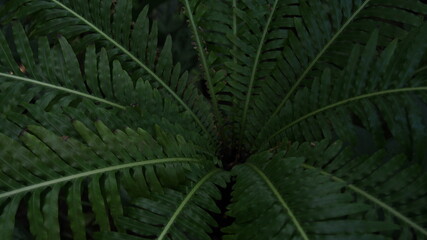 シダ植物の中心