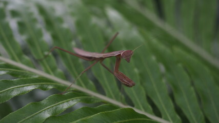 カマキリ