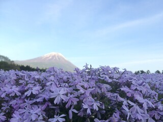 富士山と花