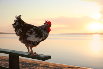 Big domestic rooster on bench near river at sunrise, space for text. Morning time © New Africa