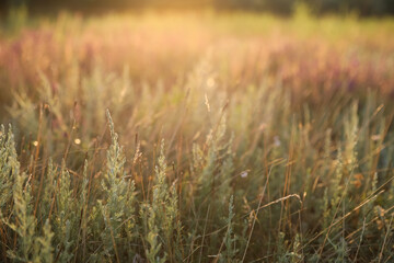 Beautiful green grass in field at sunrise. Early morning landscape
