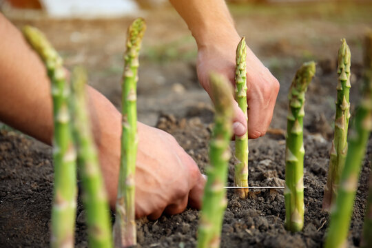 Man Picking Fresh Asparagus In Field, Closeup