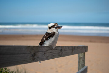 Kookaburra Sitting on Wooden Handrail at North Avoca Beach NSW Central Coast of Australia