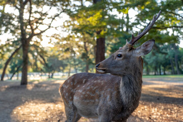 Naklejka na ściany i meble A buck in the wild. The photo was taken in Nara, Japan.