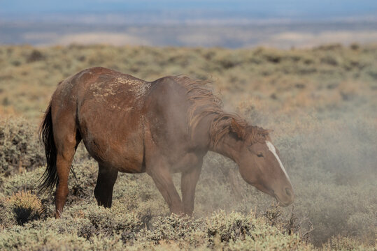 Wild Horse from the Pilot Butte herd in Wyoming