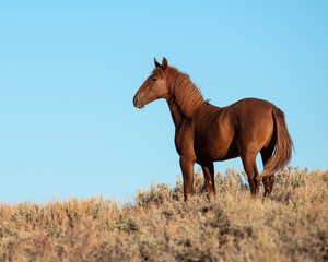 Wild Horse from the Pilot Butte herd in Wyoming © David McGowen