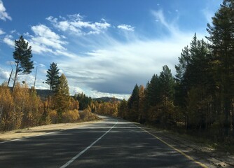 Fototapeta premium road in the forest