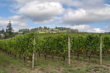 Fototapeta na wymiar Landscape of vines in a row in rural Oregon
