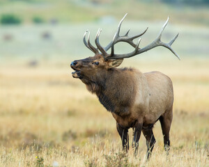 A Bull Elk in Rocky Mountain National Park