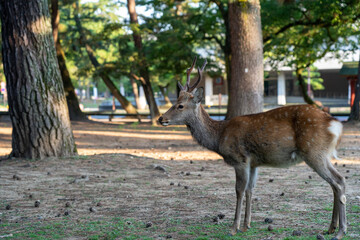 A buck in the wild.
The photo was taken in Nara, Japan.