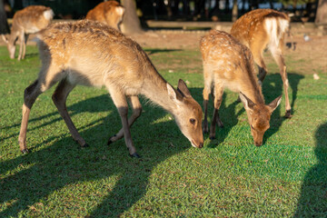 A wild fawn is eating grass.
The photo was taken in Nara, Japan.