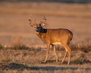 White Tailed Deer Buck in the early morning at Rocky Mountain Arsenal