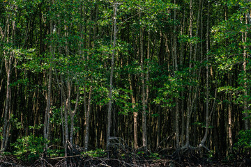 Fototapeta na wymiar Tropical mangrove forest island river sea against blue sky