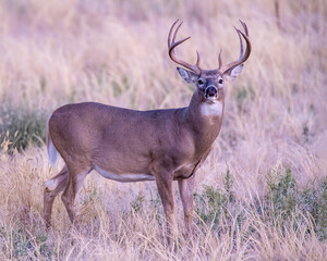 White Tailed Deer Buck in the early morning at Rocky Mountain Arsenal