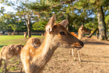 A fawn in the wild.
The photo was taken in Nara, Japan.