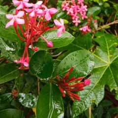 Thechi povu flower beautiful flower thechi povu,Ixora coccinea.Ixora coccinea (also known as jungle geranium, flame of the woods or jungle flame) is a species of flowering plant in the family Rubiacea
