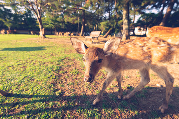 Obraz premium A fawn in the wild. The photo was taken in Nara, Japan.