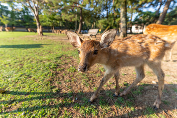 A fawn in the wild.
The photo was taken in Nara, Japan.