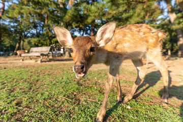 A fawn in the wild.
The photo was taken in Nara, Japan.