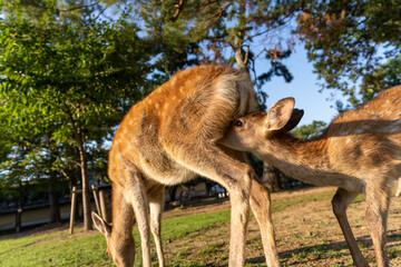 A fawn and its mother in the wild.
The photo was taken in Nara, Japan.