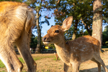 Naklejka na ściany i meble A fawn and its mother in the wild. The photo was taken in Nara, Japan.