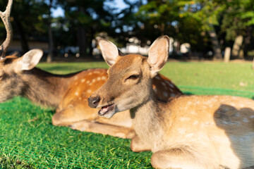 Wild deer are sitting on the ground.
The photo was taken in Nara, Japan.