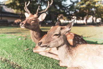 Naklejka na ściany i meble Wild deer are sitting on the ground. The photo was taken in Nara, Japan.