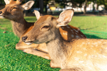 Wild deer are sitting on the ground.
The photo was taken in Nara, Japan.