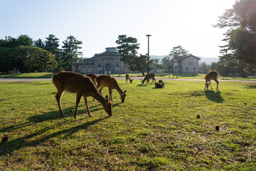 Naklejka premium A herd of deer in the wild. The photo was taken in Nara, Japan.
