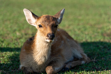A fawn and mother in the wild.
The photo was taken in Nara, Japan.